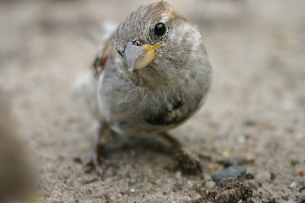 birdie.jpg