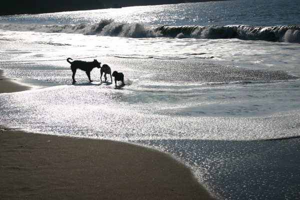 dog_beach.jpg