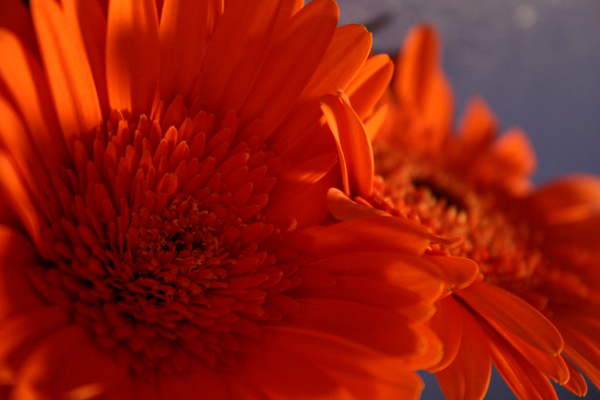 flowers.jpg