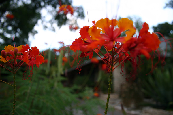 flowers_2.jpg