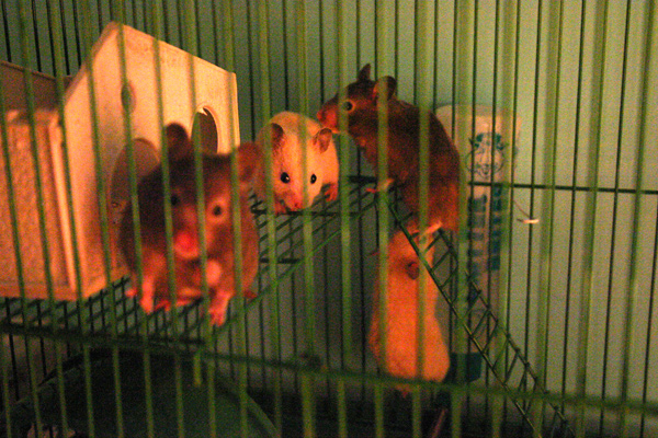 hamsters.jpg