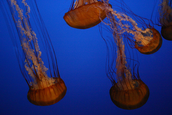 jellies.jpg