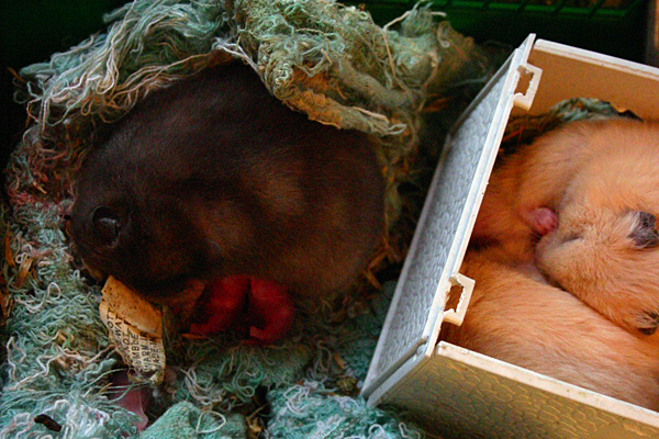 pictures of hamsters giving birth. Saturday morning one of the Miguel hamsters (now dubbed “Girl Miguel,” for 