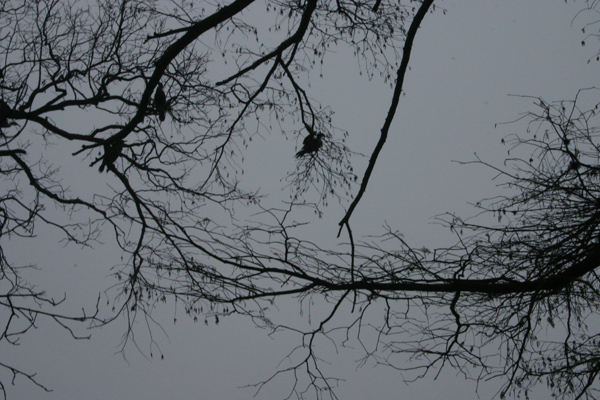 tree_birds.jpg